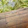 15258960108-bl50-4.jpg BRINCO COQUEIRO - PRATA 925